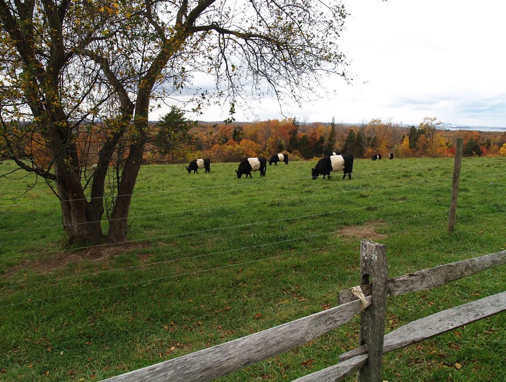 Belted Galloway cows in the pasture 4